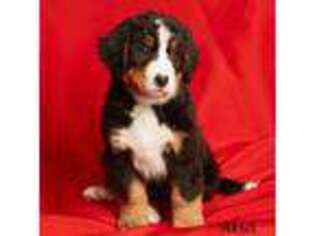 Bernese Mountain Dog Puppy for sale in Soldiers Grove, WI, USA