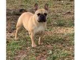 French Bulldog Puppy for sale in Tyrone, GA, USA