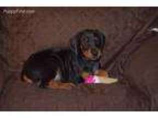 Doberman Pinscher Puppy for sale in Arlington, WA, USA