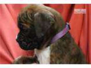 Boxer Puppy for sale in Louisville, KY, USA