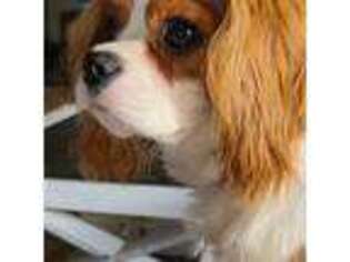 Cavalier King Charles Spaniel Puppy for sale in Simpson, IL, USA