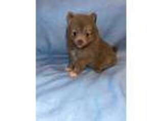 Pomeranian Puppy for sale in Bostic, NC, USA