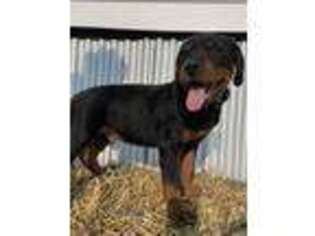 Rottweiler Puppy for sale in Orrville, OH, USA