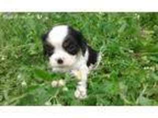 Cavalier King Charles Spaniel Puppy for sale in College Station, TX, USA