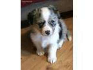 Mutt Puppy for sale in Colebrook, NH, USA