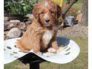 Goldendoodle Puppy for sale in Hallock, MN, USA