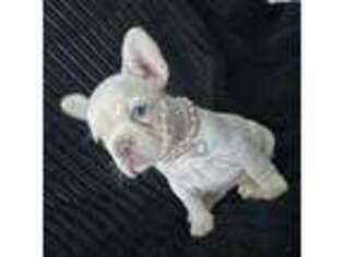 French Bulldog Puppy for sale in Labelle, FL, USA