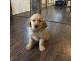 Golden Retriever Puppy for sale in Beach City, OH, USA