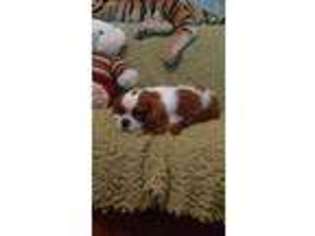 Cavalier King Charles Spaniel Puppy for sale in Port Saint Lucie, FL, USA