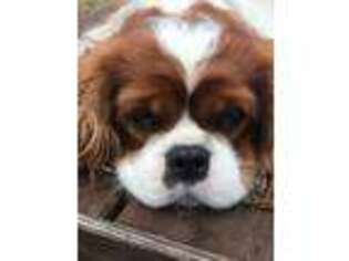 Cavalier King Charles Spaniel Puppy for sale in Thomasville, GA, USA
