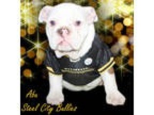 Miniature Bulldog Puppy for sale in Pittsburgh, PA, USA