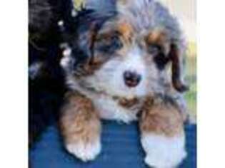 Mutt Puppy for sale in San Marcos, CA, USA