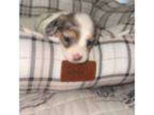 Dachshund Puppy for sale in Hugo, OK, USA