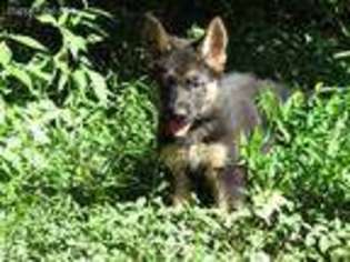 German Shepherd Dog Puppy for sale in Pilot Mountain, NC, USA