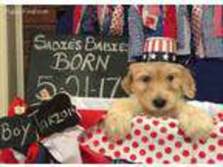 Goldendoodle Puppy for sale in Calera, AL, USA