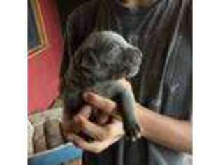 Boerboel Puppy for sale in Haiku, HI, USA