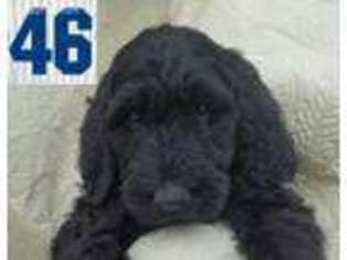 Goldendoodle Puppy for sale in Woodstock, IL, USA