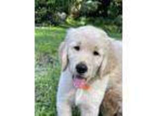 Golden Retriever Puppy for sale in Clearwater, FL, USA