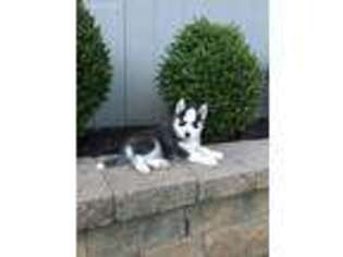 Siberian Husky Puppy for sale in Gap, PA, USA