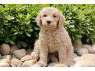 Labradoodle Puppy for sale in Madera, CA, USA
