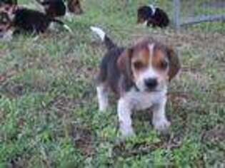 Beagle Puppy for sale in La Pryor, TX, USA
