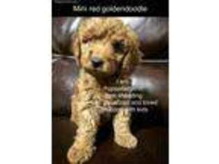 Goldendoodle Puppy for sale in Duchesne, UT, USA