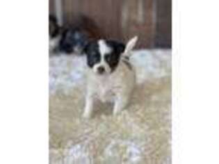 Chihuahua Puppy for sale in Iola, KS, USA