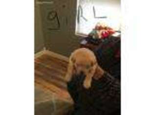 Labradoodle Puppy for sale in Wheelersburg, OH, USA