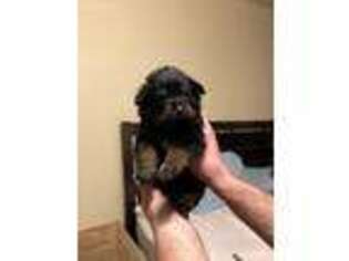 Rottweiler Puppy for sale in East Durham, NY, USA