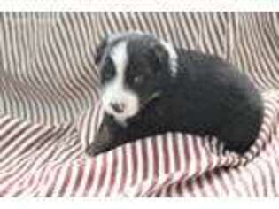 Australian Shepherd Puppy for sale in Greentown, IN, USA