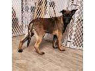 Belgian Malinois Puppy for sale in Medina, OH, USA