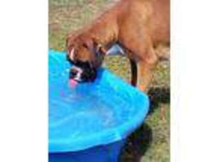 Boxer Puppy for sale in Thompson, PA, USA