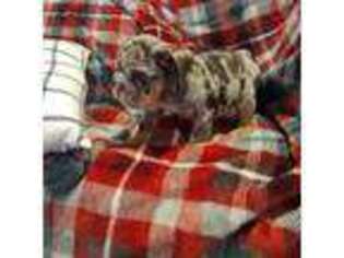 Bulldog Puppy for sale in Alton, IL, USA