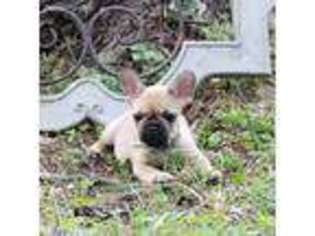 French Bulldog Puppy for sale in Cottontown, TN, USA