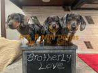 Dachshund Puppy for sale in Freeport, IL, USA