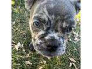 French Bulldog Puppy for sale in Thornton, CO, USA