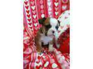 Bulldog Puppy for sale in Mc Veytown, PA, USA