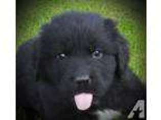 Newfoundland Puppy for sale in YELM, WA, USA