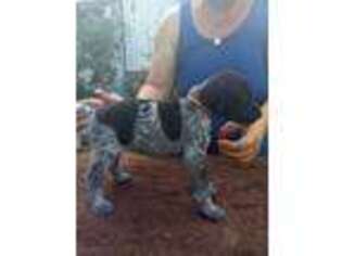 German Shorthaired Pointer Puppy for sale in Saint Petersburg, FL, USA