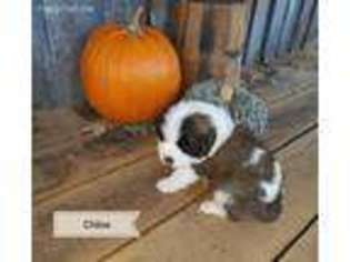 Medium Photo #1 Saint Bernard Puppy For Sale in Saint Louis, MO, USA