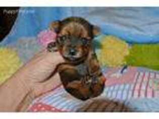 Yorkshire Terrier Puppy for sale in Savannah, MO, USA