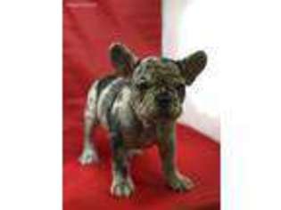 French Bulldog Puppy for sale in Beaumont, TX, USA