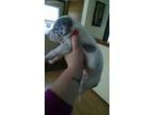 Great Dane Puppy for sale in Wausau, WI, USA