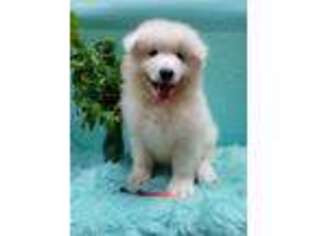 Samoyed Puppy for sale in Stoneboro, PA, USA