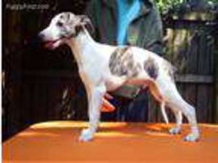 Whippet Puppy for sale in Atlanta, GA, USA
