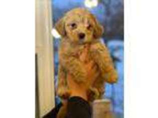 Goldendoodle Puppy for sale in Miller, SD, USA