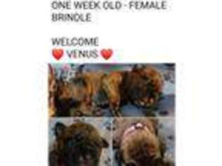 Bullmastiff Puppy for sale in Friendship, WI, USA