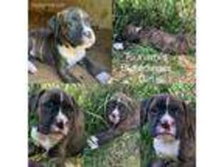 Boxer Puppy for sale in Clinton, TN, USA