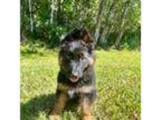 German Shepherd Dog Puppy for sale in Dalton, GA, USA
