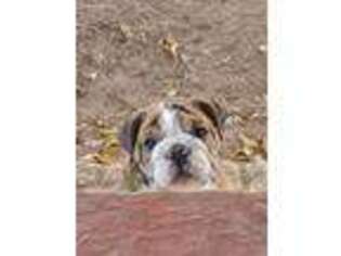 Bulldog Puppy for sale in Merkel, TX, USA